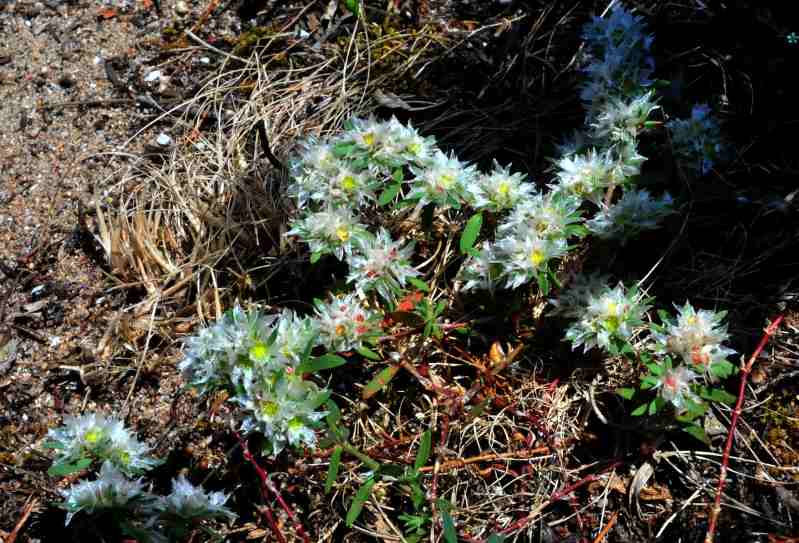 Paronychia argentea